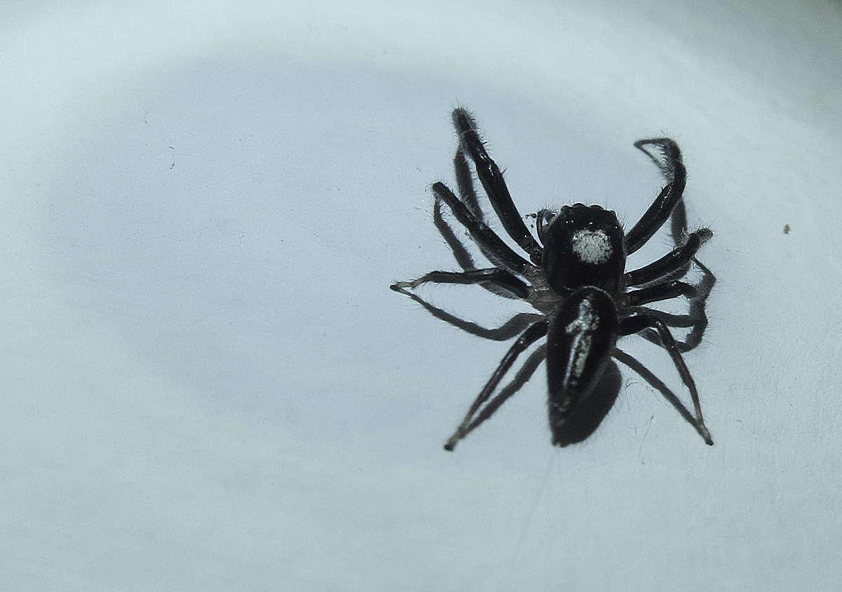 It is an image of Divine Spider From Bugs Life It is an image of Divine Spider From Bugs Life