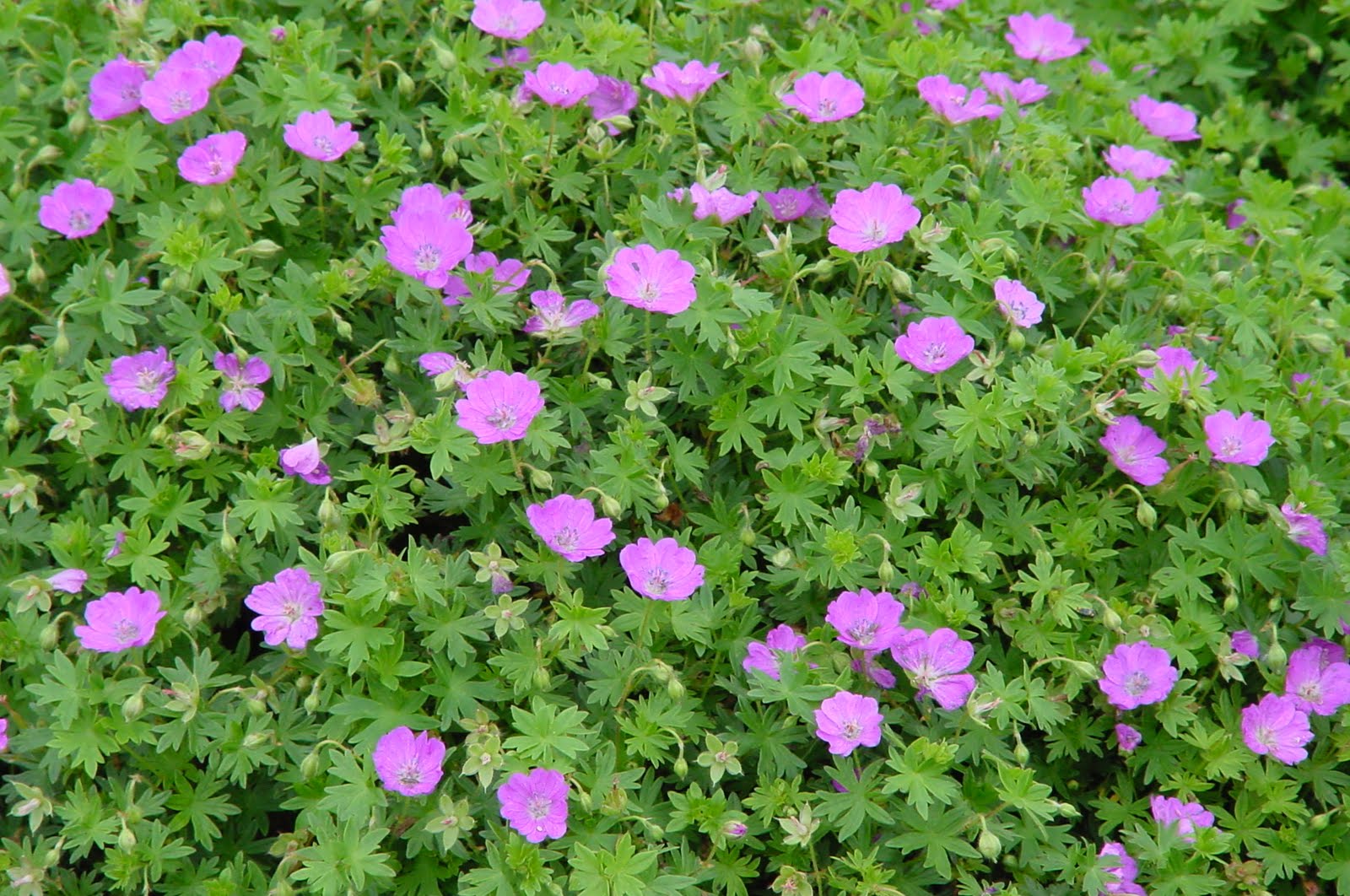 midwest groundcovers display gardens plant trials may 2010 midwest groundcovers display gardens plant trials may 2010