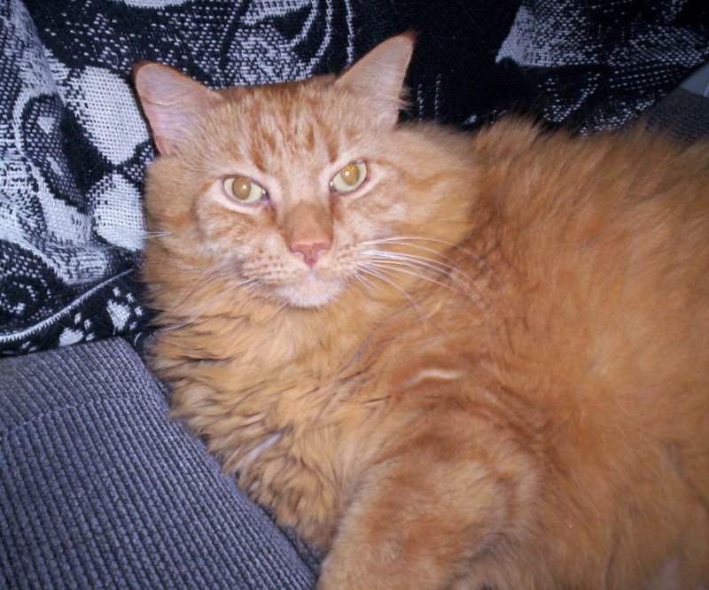 [brainball_circa_2004.JPG]