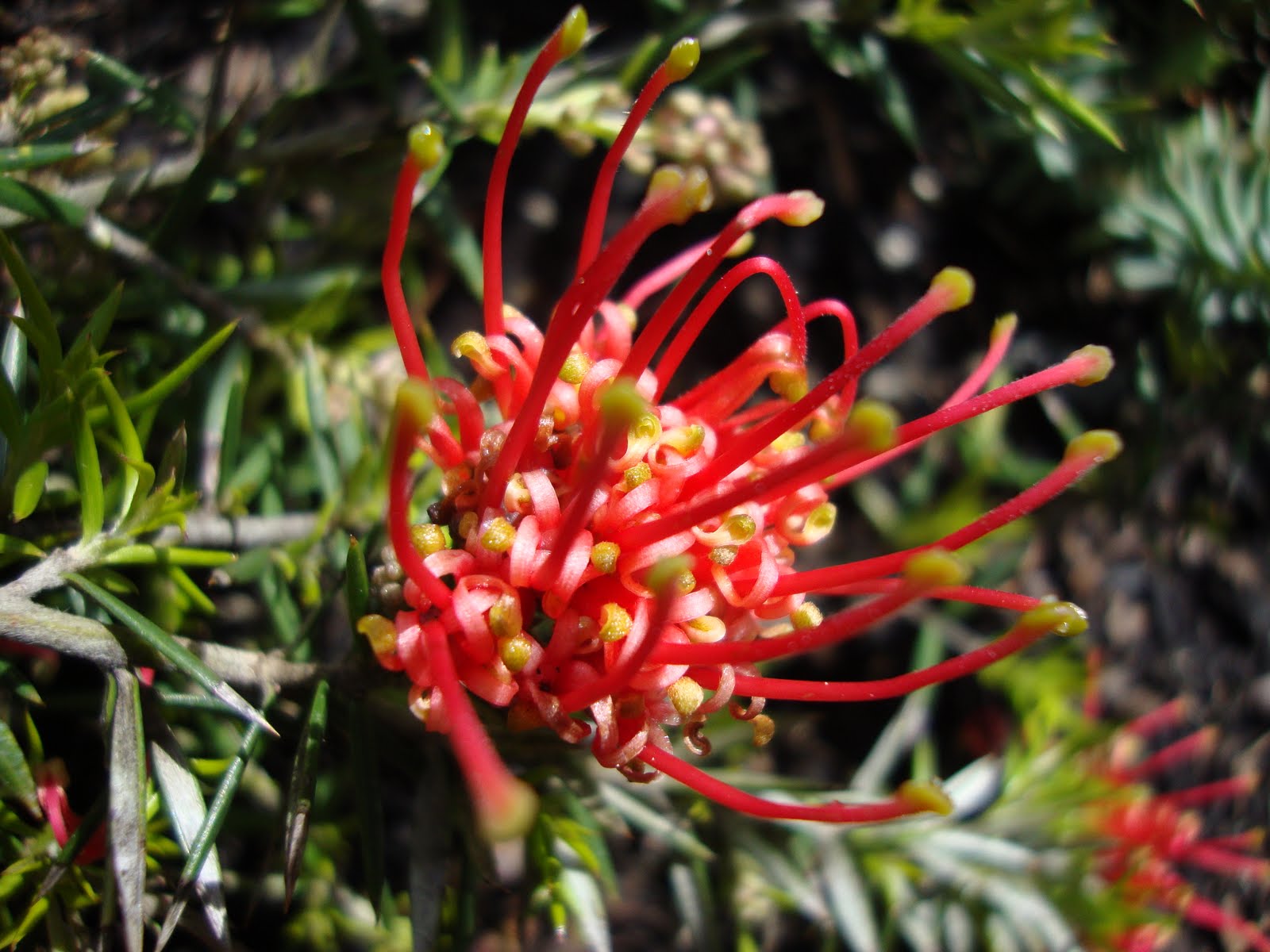 danger garden Zonal Envy Bloomday