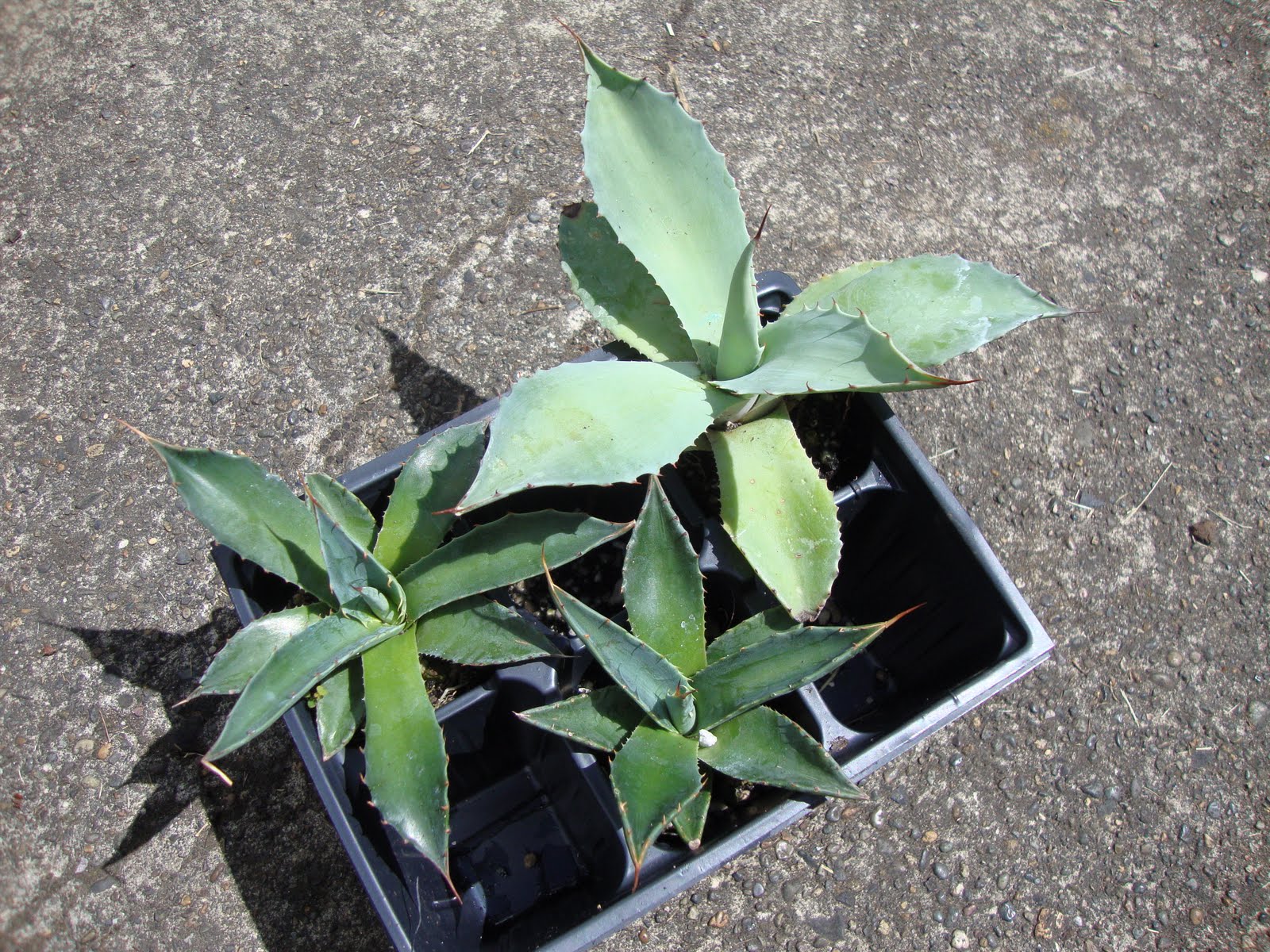 Alocasia Frydek