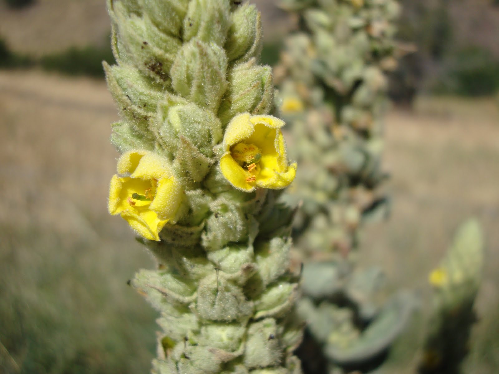 danger garden Verbascum…from “hate it” to “love it”