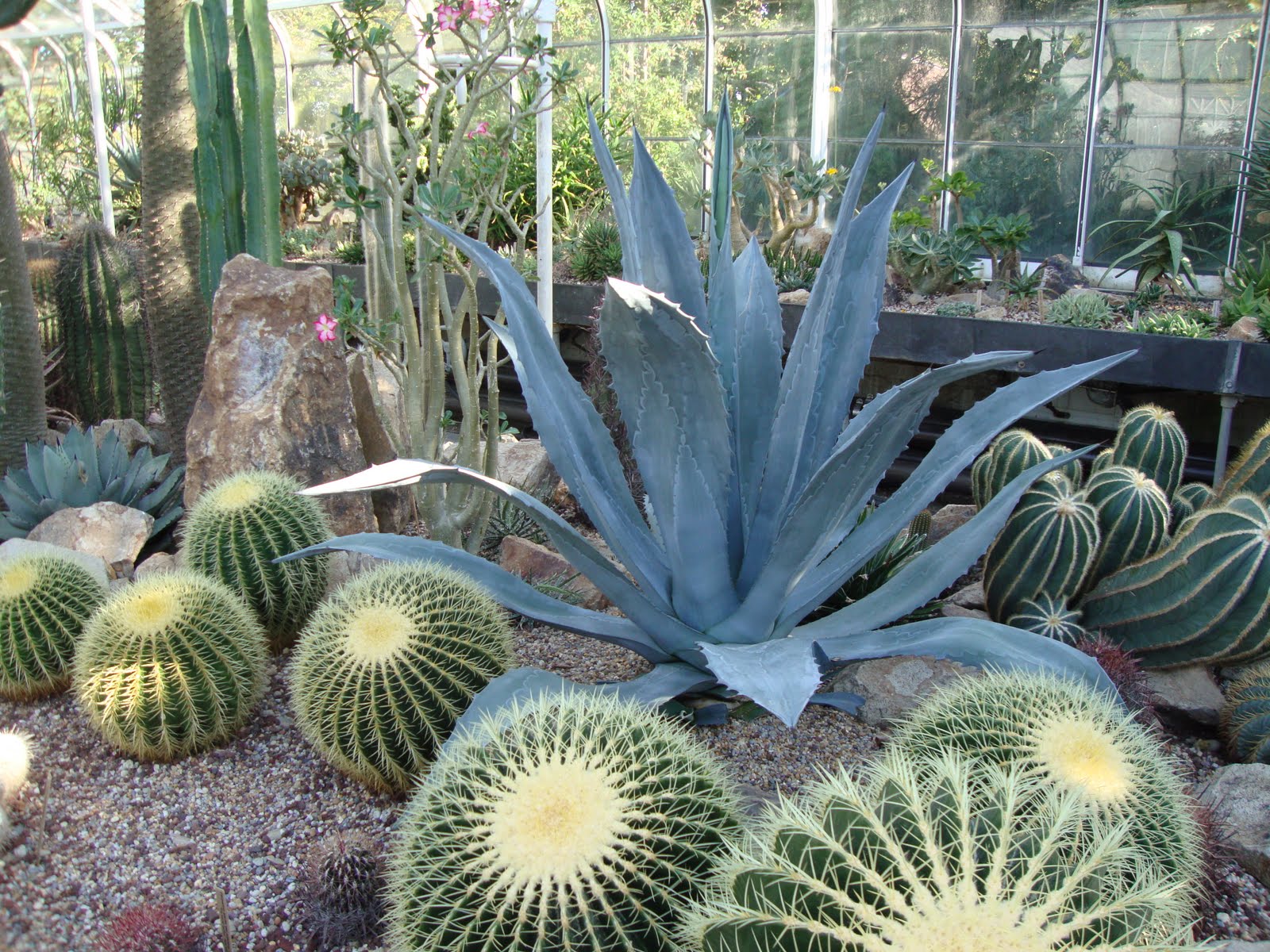 danger garden Where am I 1, the desert version…