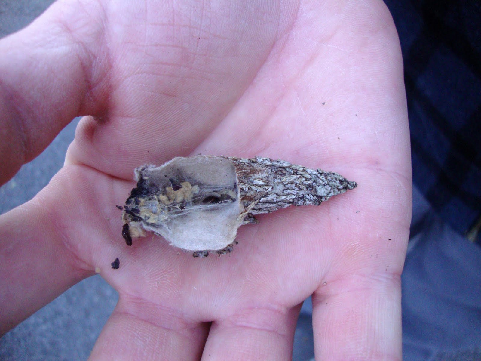 danger garden Bag Worms