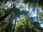 A Summer Beneath the Redwoods.