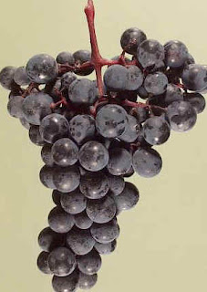 alicante bouschet alicante bouschet