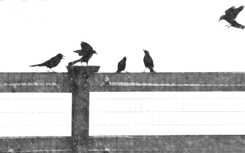 [Birds+on+a+Fence.JPG]