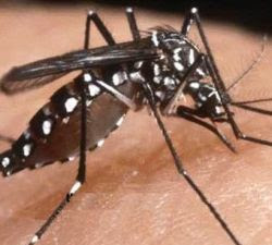 Antisipasi Chikungunya Terkendala Dana