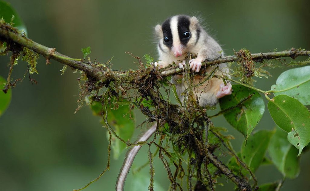 Playing possum Photos for You