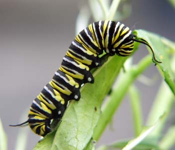 [MonarchCaterpillar.jpg]