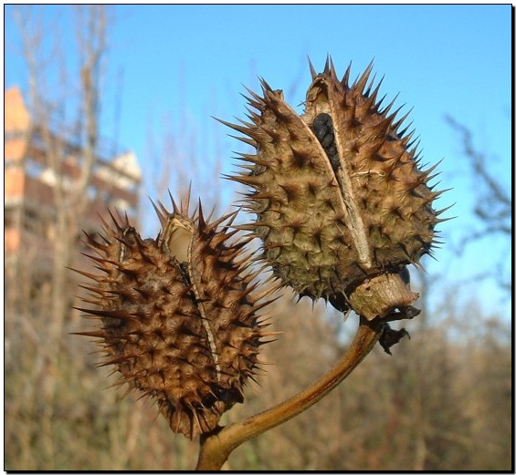 [datura-estramonio.jpg]