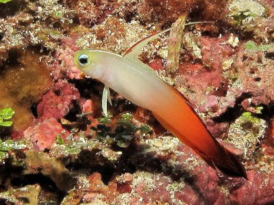 Fire Gobies