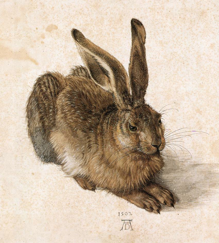 Young Hare (1502) ~ Albrecht Dürer