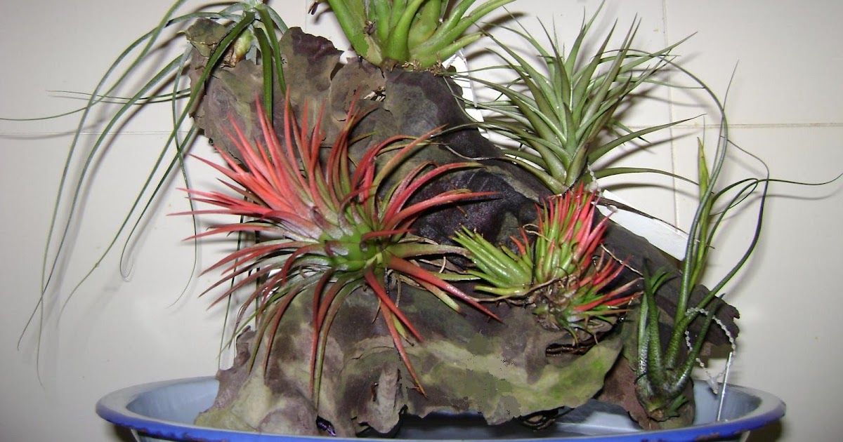 My garden at Tuy Son Vien Updates on my pet plants