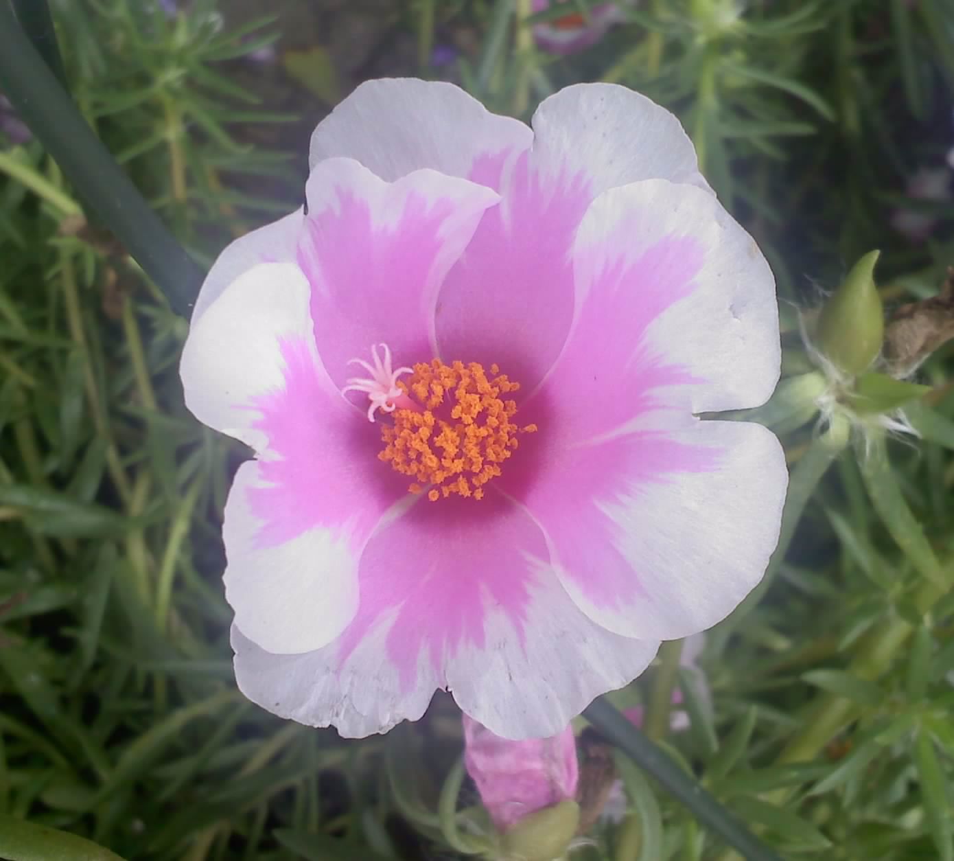 creative chaos photography and artsy fartsy stuff Random Flower Photos