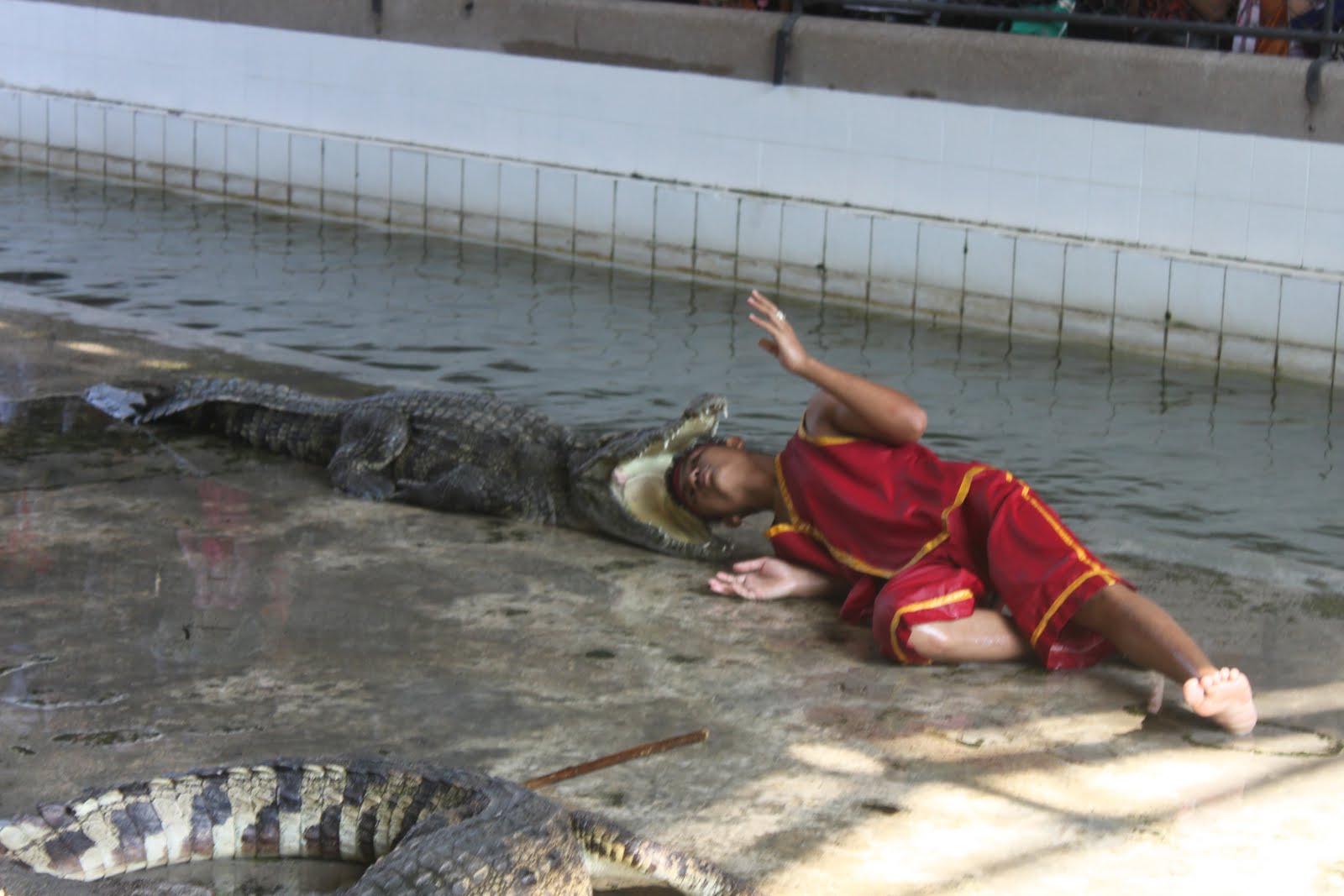 Christopher Adille How to brush a Crocodile's Teeth