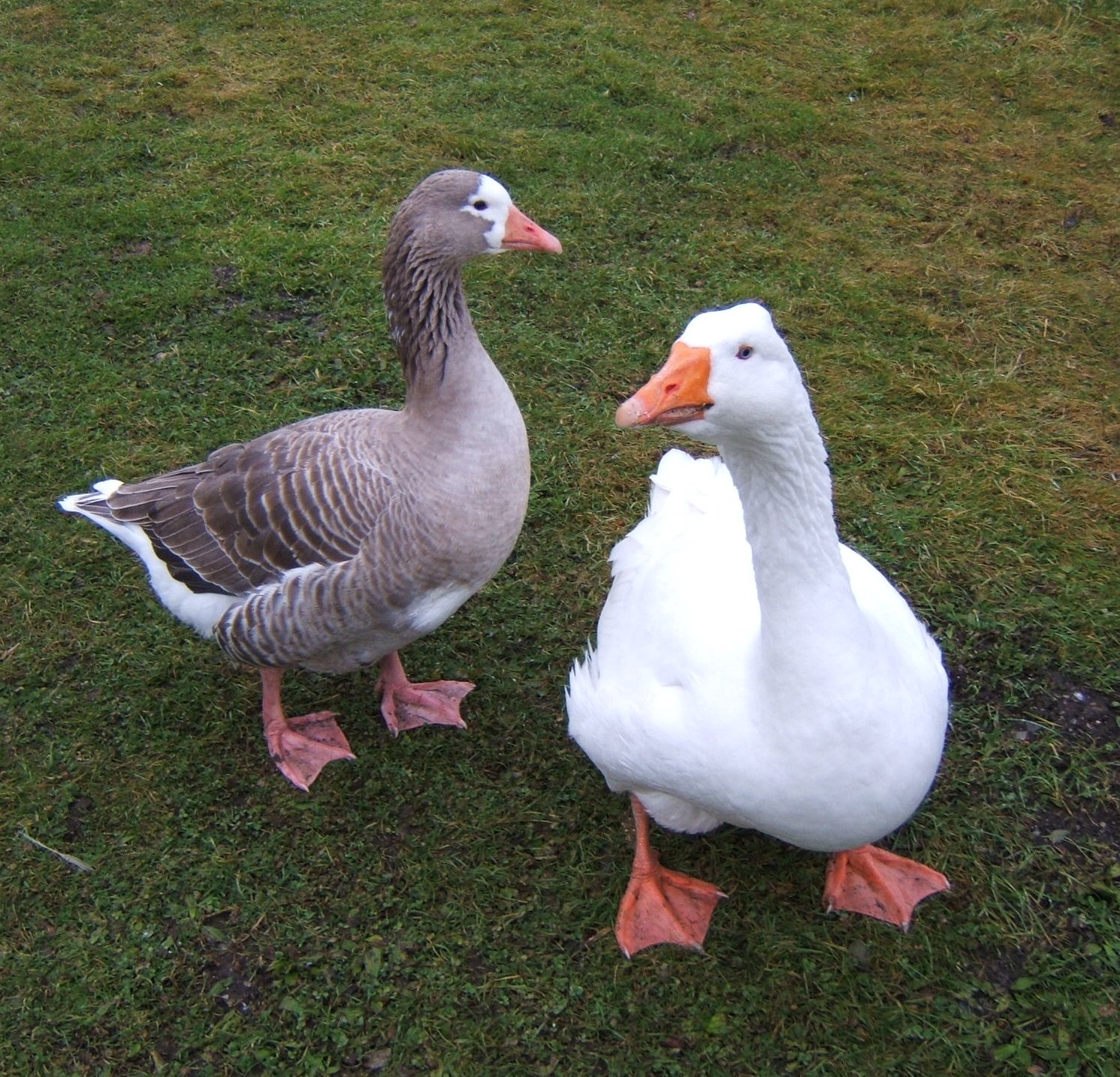 Bellecross Hens: Geese - breeding season.