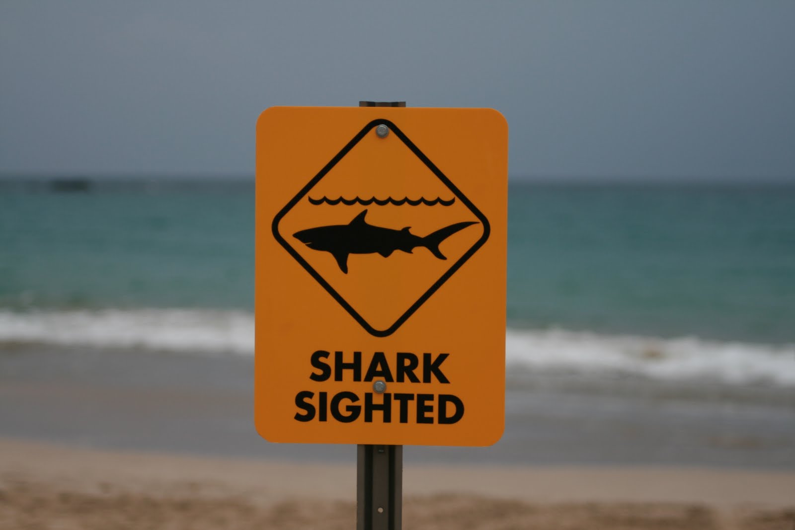 [shark.jpg]