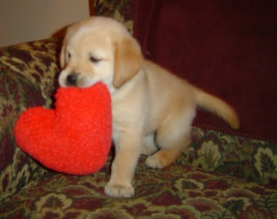 pictures of puppies and hearts pictures of puppies and hearts
