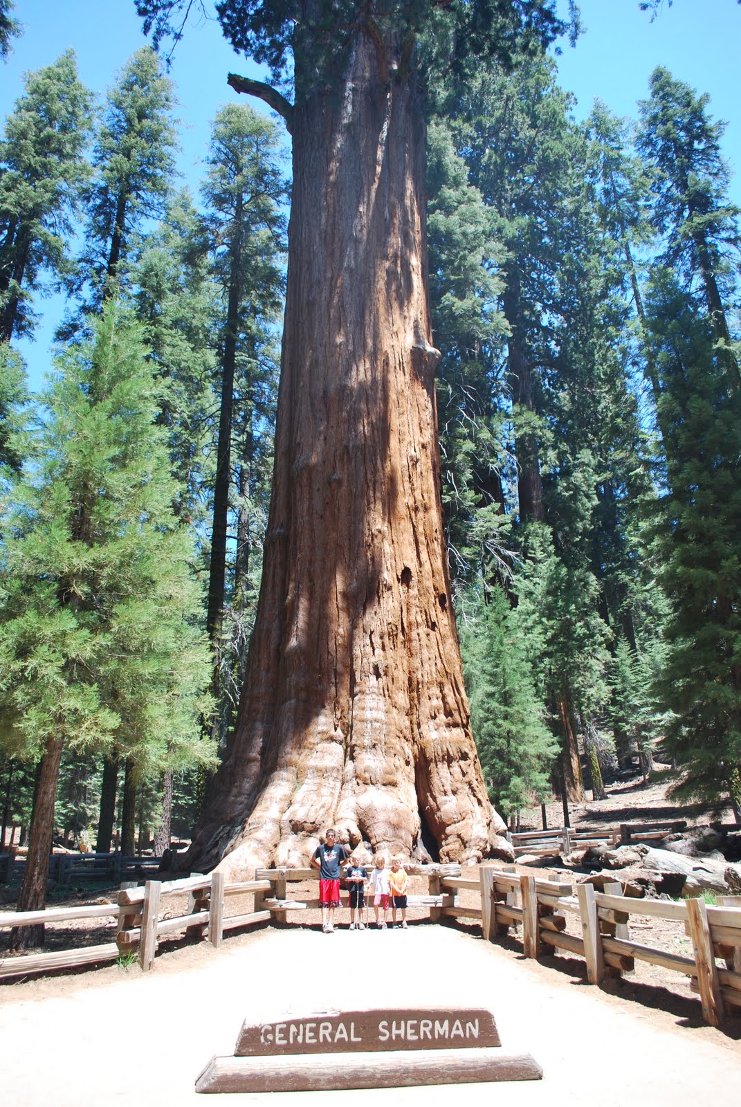 Biggest Tree