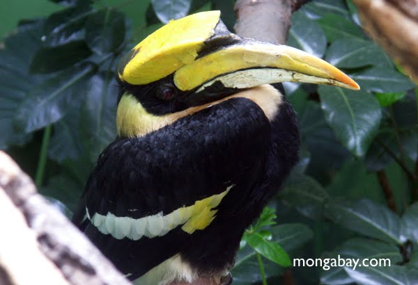 Birds of the Tropical Rainforest