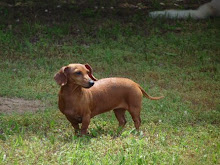 My beloved pet dachshund, Molly