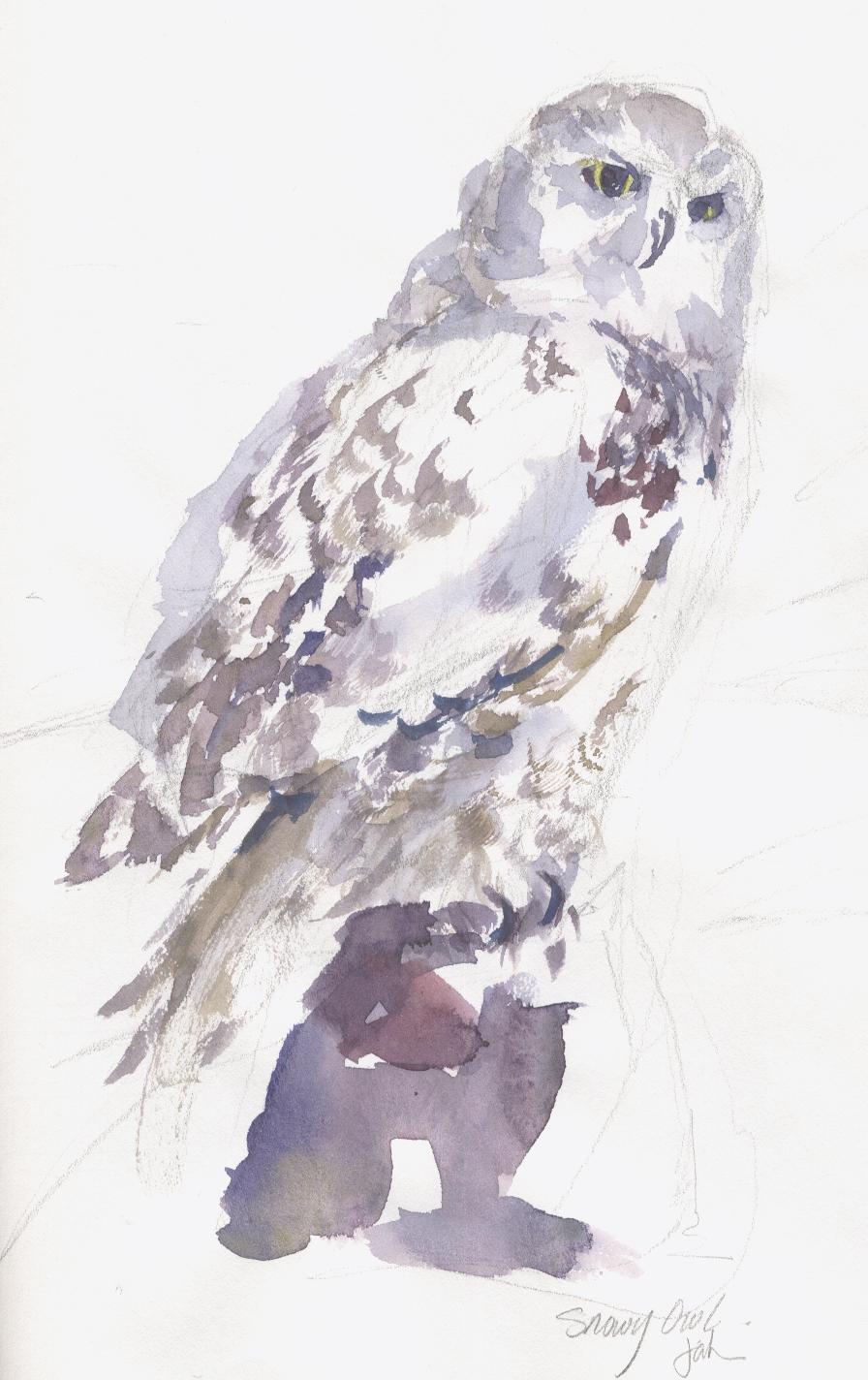 [owl.jpg]