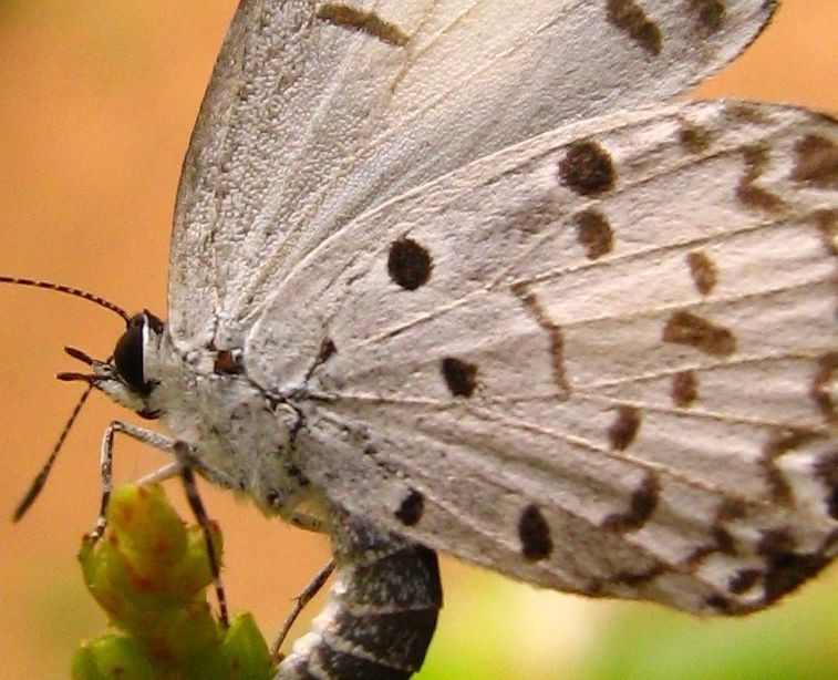Indian Butterflies