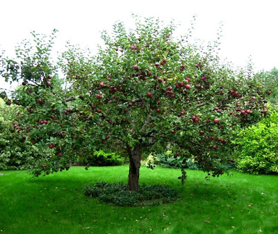 Aplle on One Day I Have Entered The Garden Of A Friend And Saw That Apple Tree