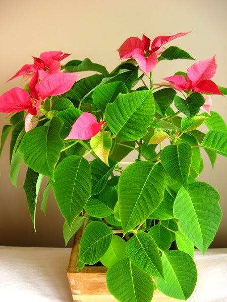 ewa in the garden my life with poinsettia second year what to do with poinsettias after christmas