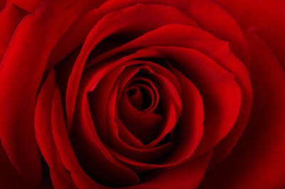 rose the rose