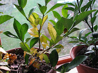 and yellow leaves.