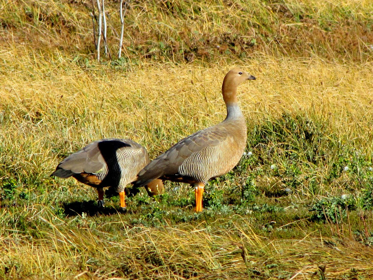 Ruddy-headed Goose / Canquén Colorado