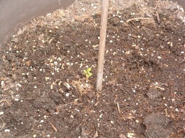 [Cascade+shoots+6-15-09_sm.jpg]