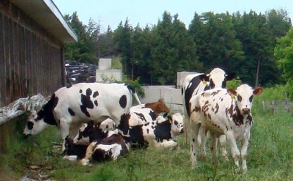 Normandy Steers