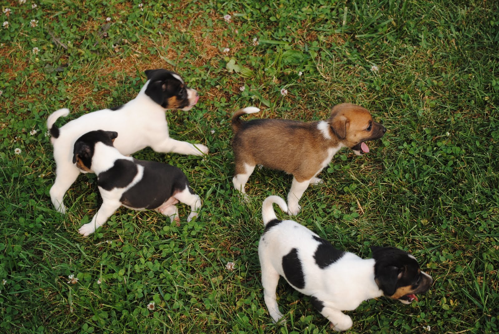 Chichi Puppies