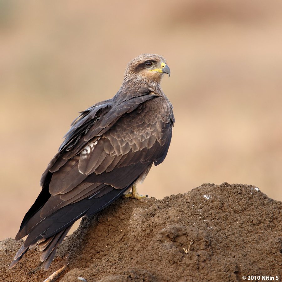 kite bird india kite bird india