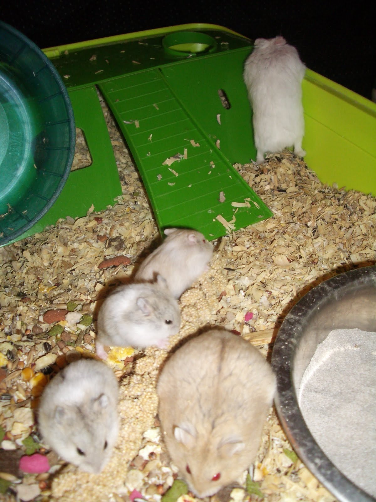 Cheshire Hamster Breeder Introducing my Campbells