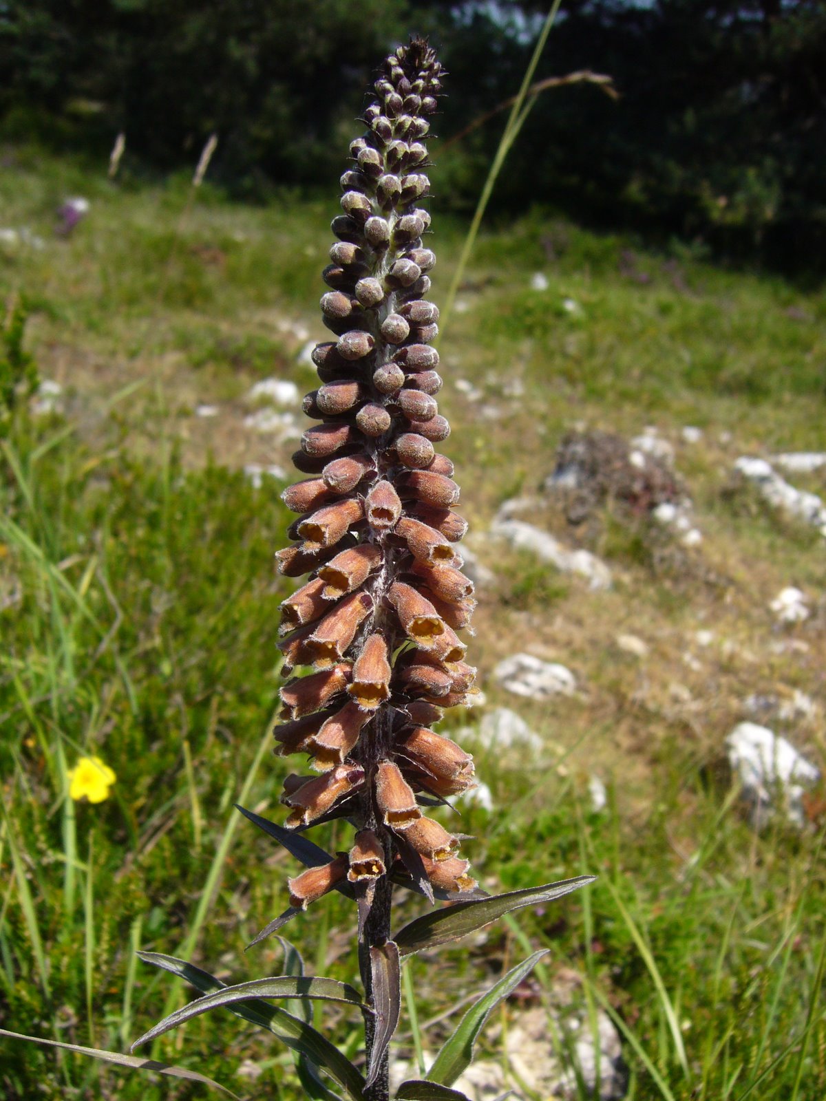 [digitalis.JPG]