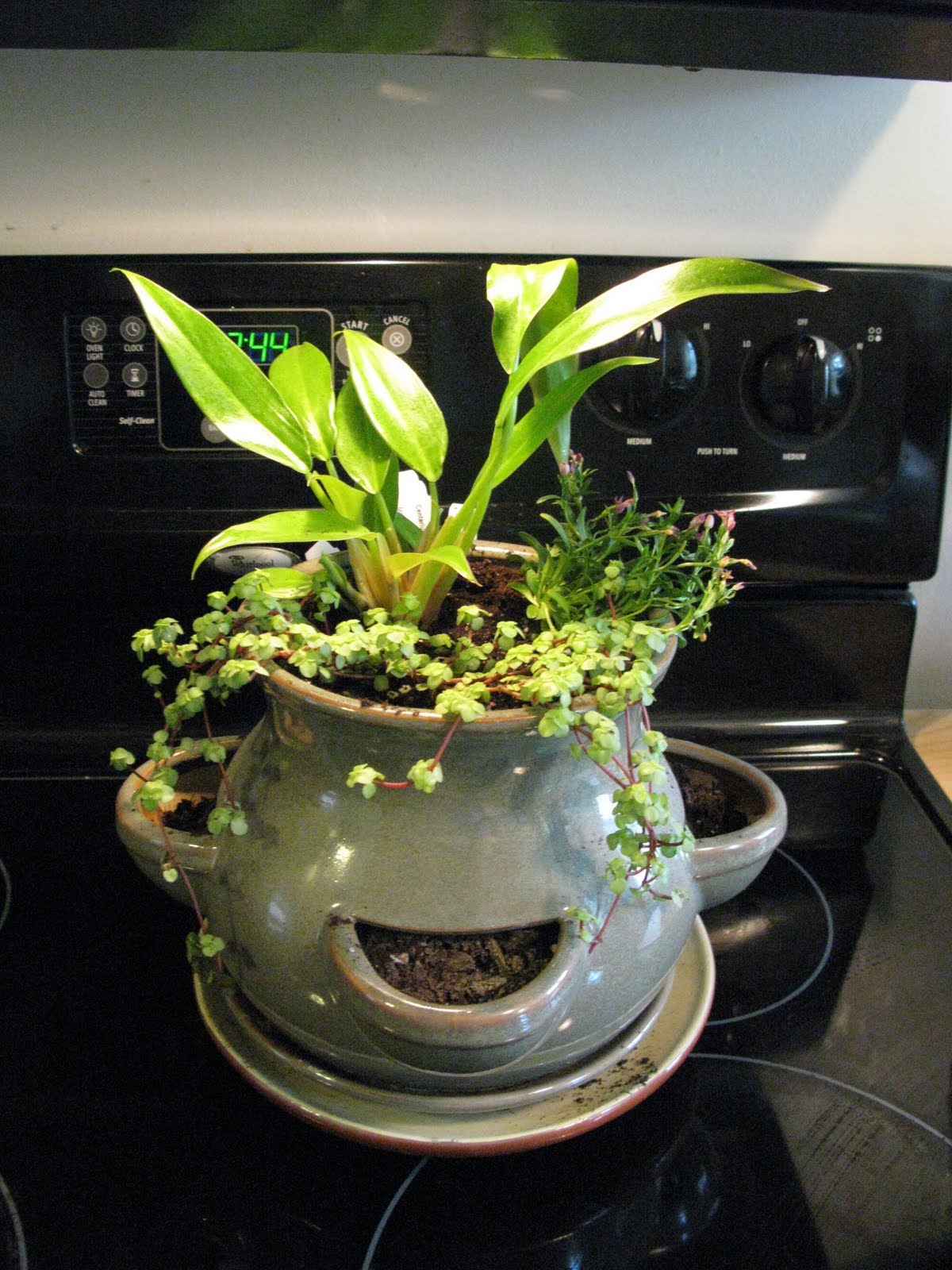 Dwarf Philodendron