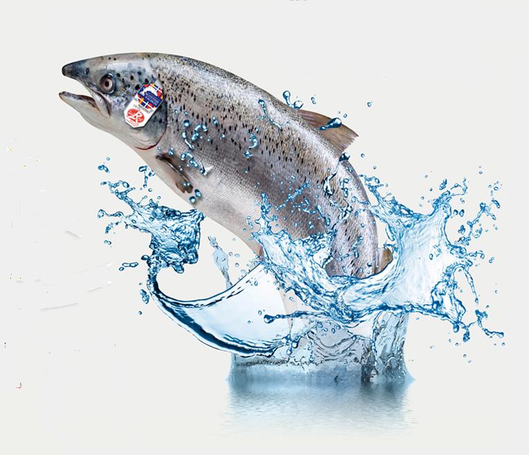 Les amorces sur la pêche acheter à smolenske