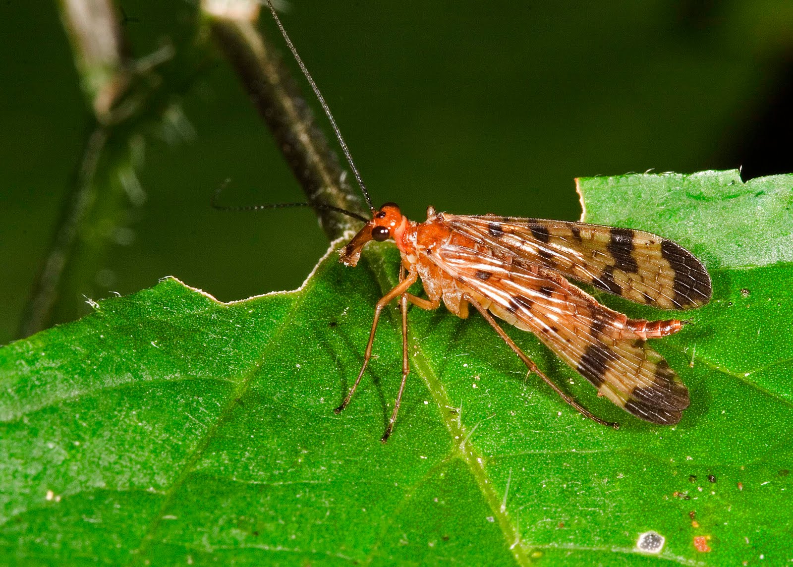 Illinois Natural History Survey Insect Appreciation