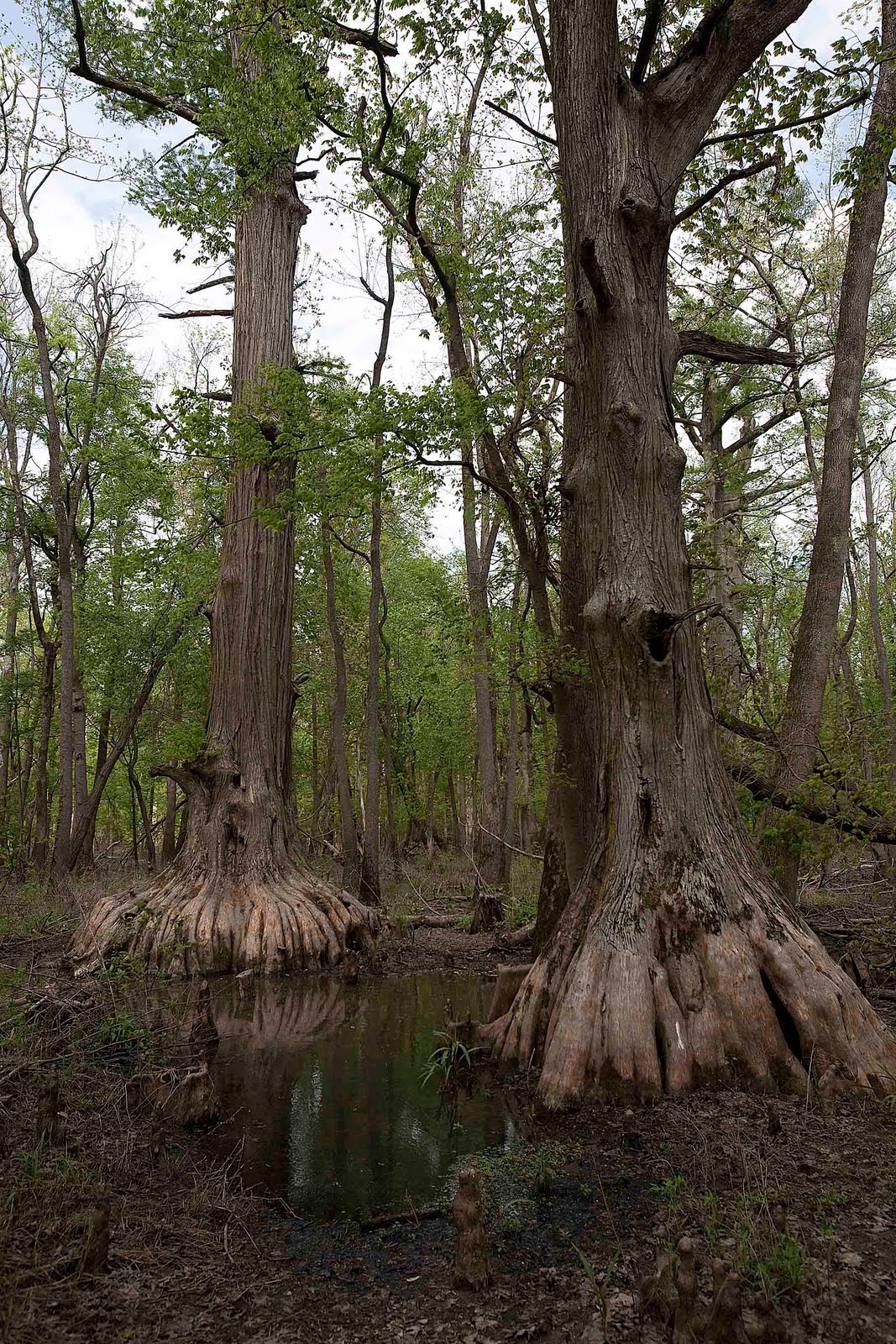 Illinois Natural History Survey Evergreens That Aren't