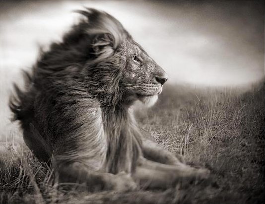 [004_Lion-Before-Storm-II---.jpg]
