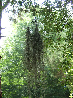 Spanish moss in tree