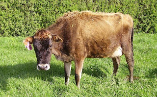What Does Trd Stand For >> Cows, calves and veterinary: Facial Eczema update What Does Trd Stand For >> Cows, calves and veterinary: Facial Eczema update