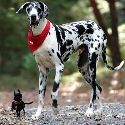 Wie Groß Ist Der Kleinste Hund Der Welt