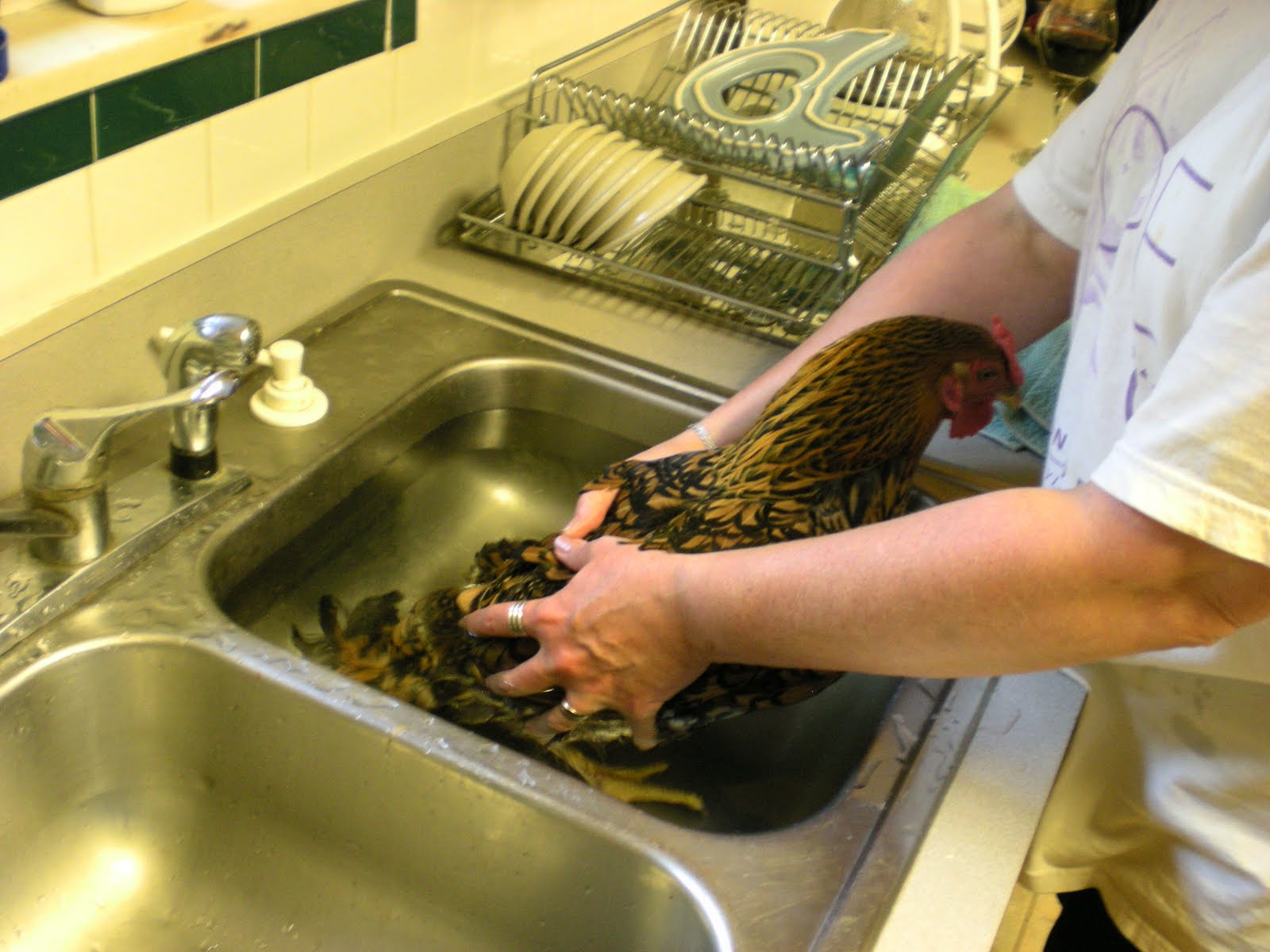 How To Diagnose And Treat A Egg Bound Hen BackYard Chickens Learn