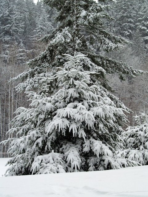 [Snow+on+Evergreens.jpg]