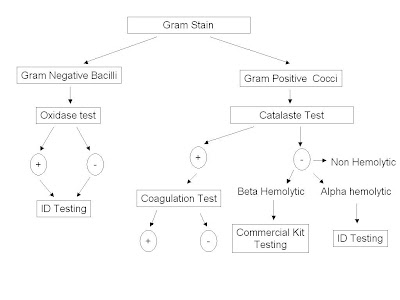 Identification Of Gram Positive Cocci Flow Chart